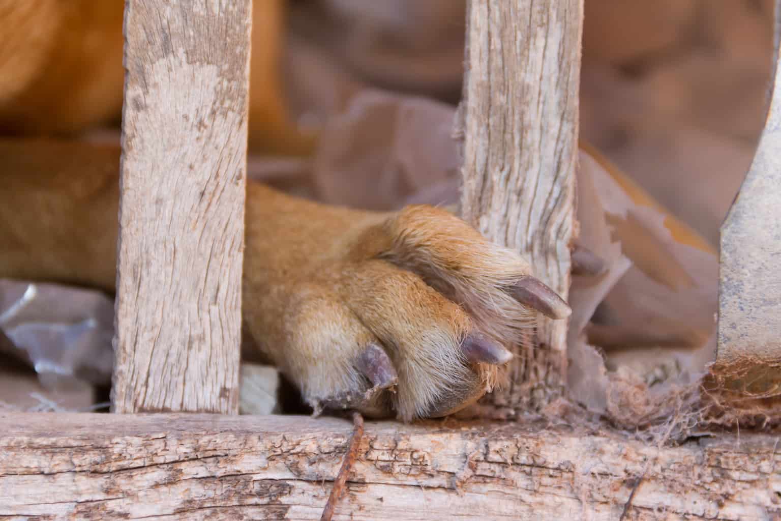 A dog's paw, it may be a victim of animal abuse