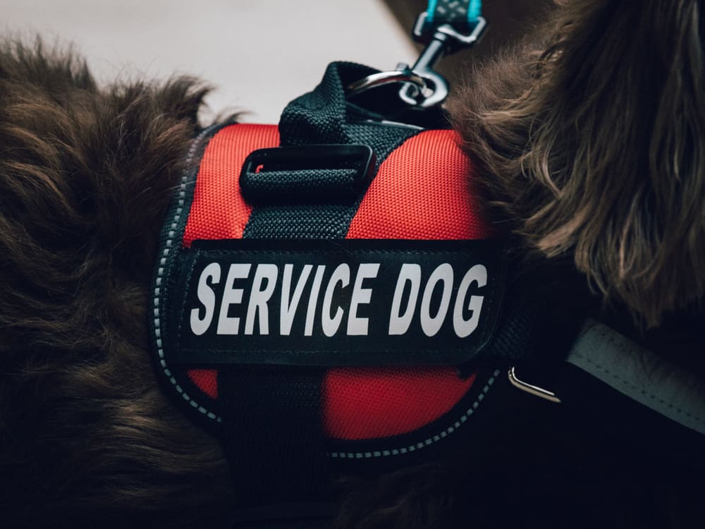 a service dog vest to illustrate service animal fraud in california