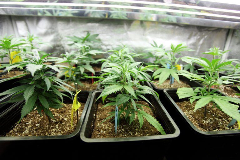 San Diego marijuana crimes attorney