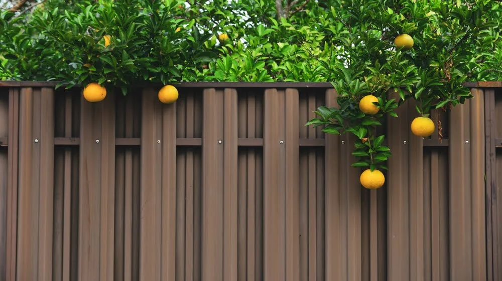 is picking fruit from public trees legal?