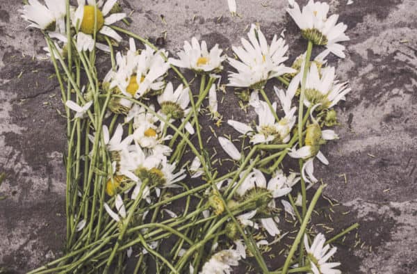 Could these white flowers help solve a crime?