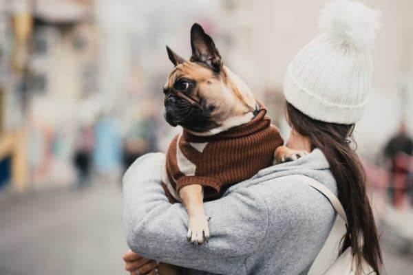 A woman carrying a French bulldog to illustrate dognapping laws in California.