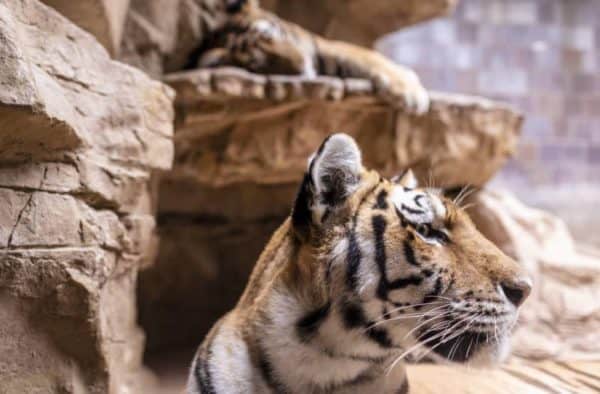 exotic pets are a illegal in California