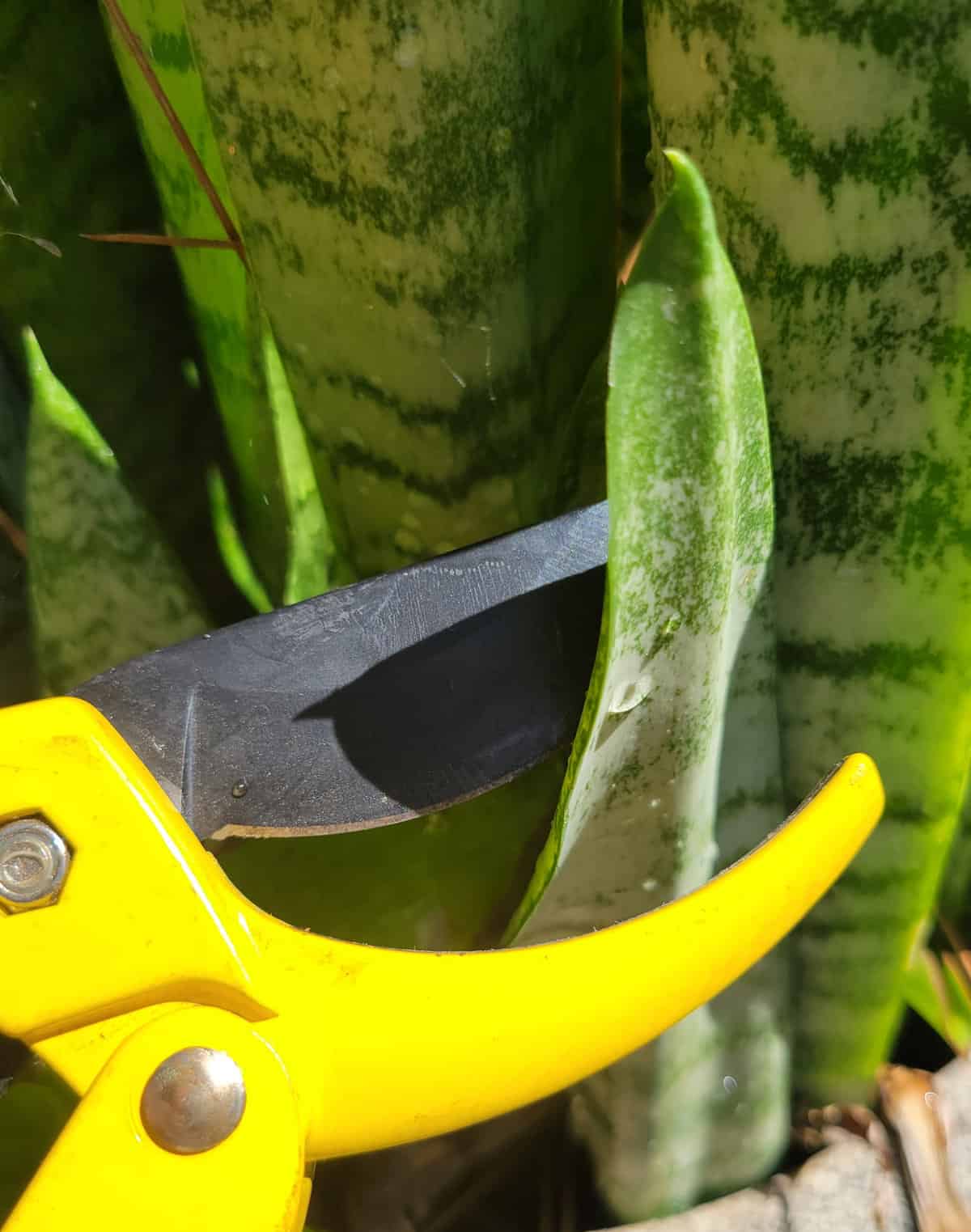 proplifting